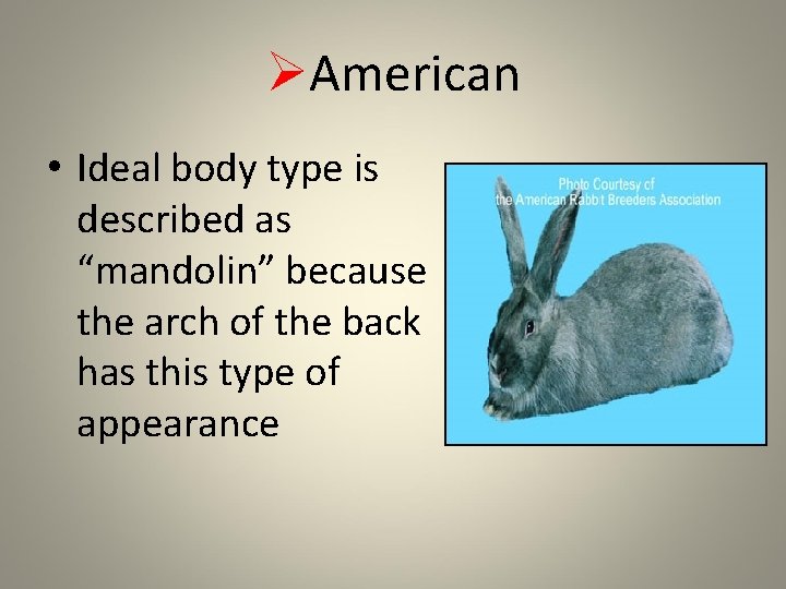 ØAmerican • Ideal body type is described as “mandolin” because the arch of the