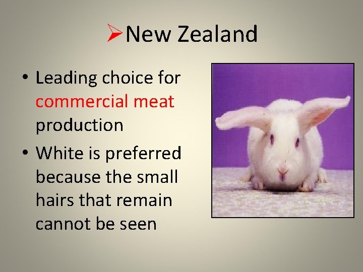 ØNew Zealand • Leading choice for commercial meat production • White is preferred because