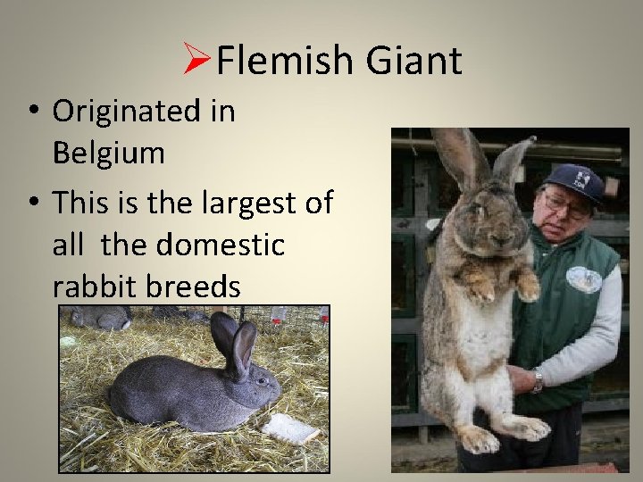 ØFlemish Giant • Originated in Belgium • This is the largest of all the