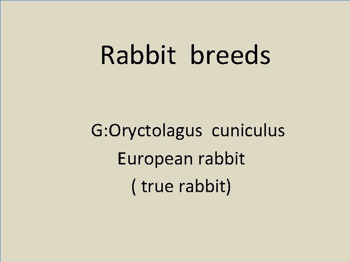 Rabbit breeds G: Oryctolagus cuniculus European rabbit ( true rabbit) 