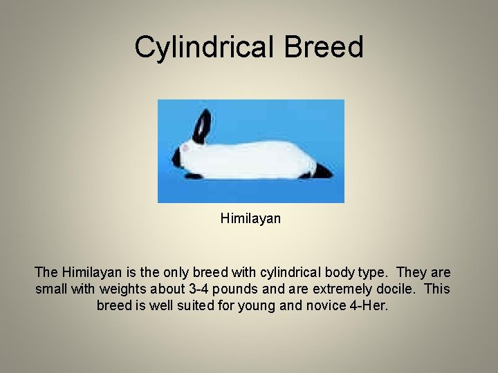 Cylindrical Breed Himilayan The Himilayan is the only breed with cylindrical body type. They