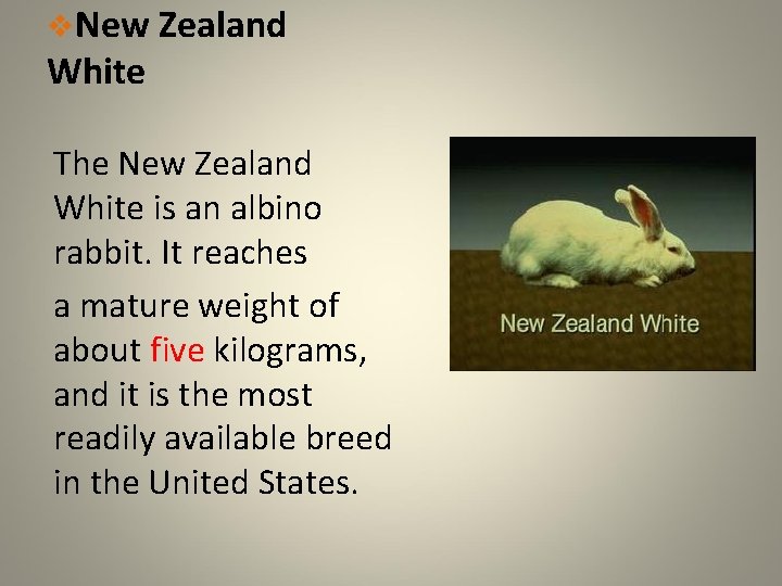 v. New Zealand White The New Zealand White is an albino rabbit. It reaches