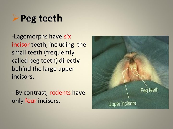 ØPeg teeth -Lagomorphs have six incisor teeth, including the small teeth (frequently called peg