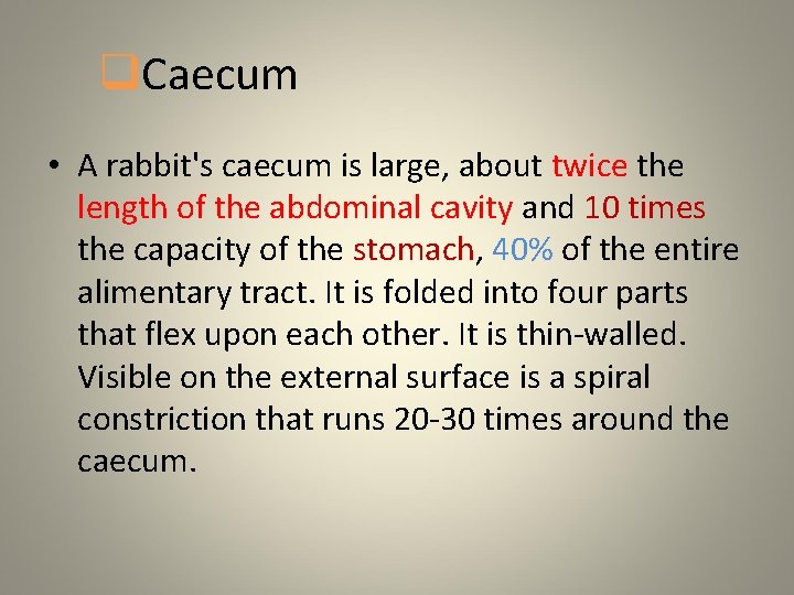 q. Caecum • A rabbit's caecum is large, about twice the length of the