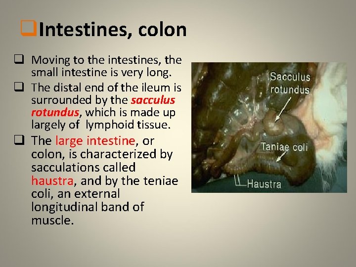 q. Intestines, colon q Moving to the intestines, the small intestine is very long.