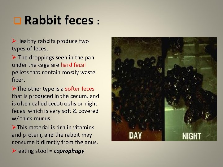 q Rabbit feces : ØHealthy rabbits produce two types of feces. Ø The droppings