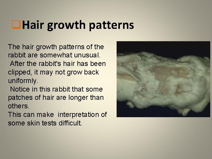 q. Hair growth patterns The hair growth patterns of the rabbit are somewhat unusual.