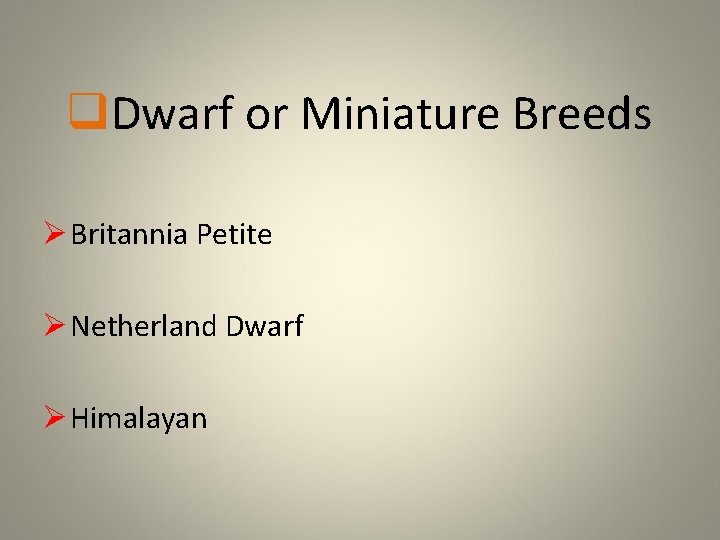 q. Dwarf or Miniature Breeds Ø Britannia Petite Ø Netherland Dwarf Ø Himalayan 