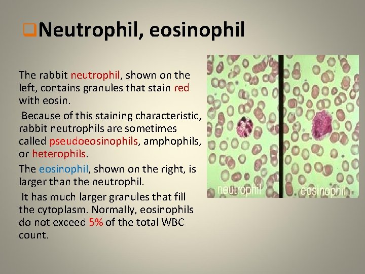 q. Neutrophil, eosinophil The rabbit neutrophil, shown on the left, contains granules that stain