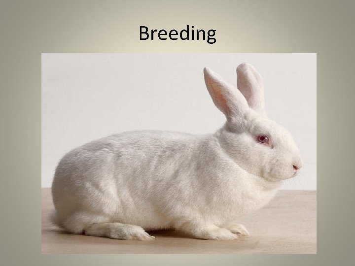 Breeding 