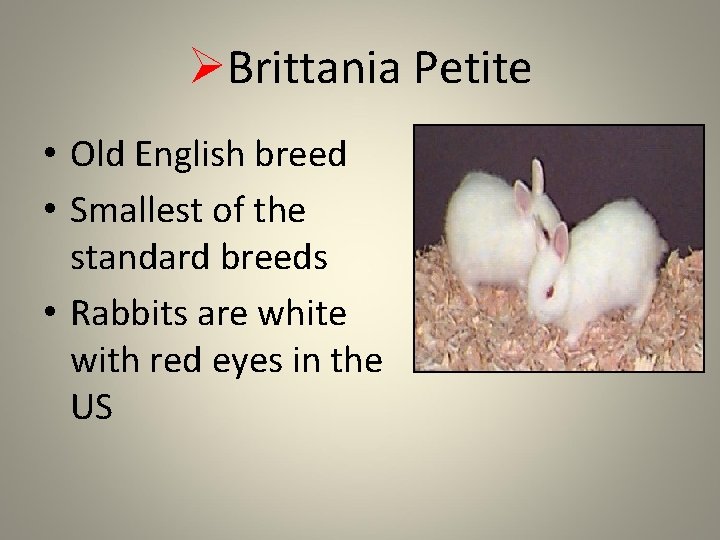 ØBrittania Petite • Old English breed • Smallest of the standard breeds • Rabbits