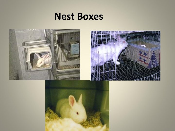 Nest Boxes 