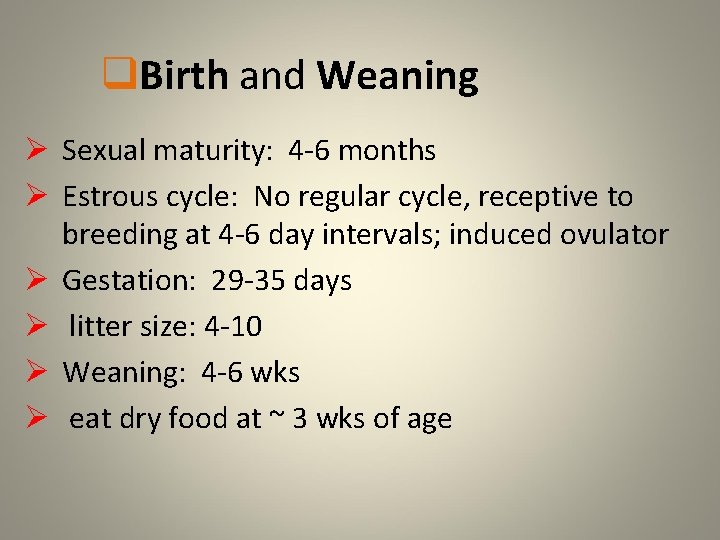 q. Birth and Weaning Ø Sexual maturity: 4 -6 months Ø Estrous cycle: No