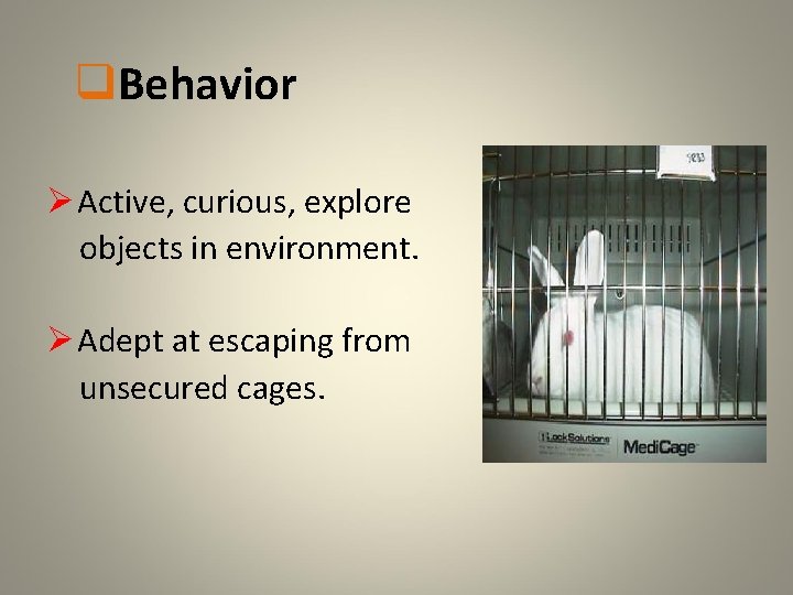 q. Behavior Ø Active, curious, explore objects in environment. Ø Adept at escaping from