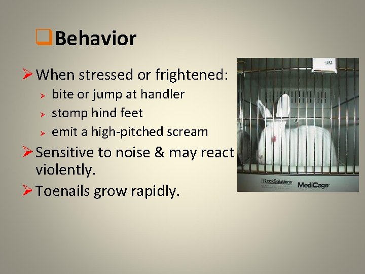 q. Behavior Ø When stressed or frightened: Ø Ø Ø bite or jump at