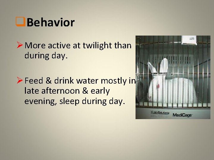 q. Behavior Ø More active at twilight than during day. Ø Feed & drink