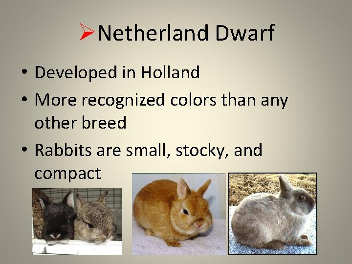 ØNetherland Dwarf • Developed in Holland • More recognized colors than any other breed