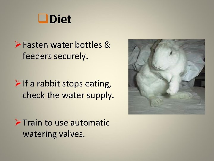 q. Diet Ø Fasten water bottles & feeders securely. Ø If a rabbit stops