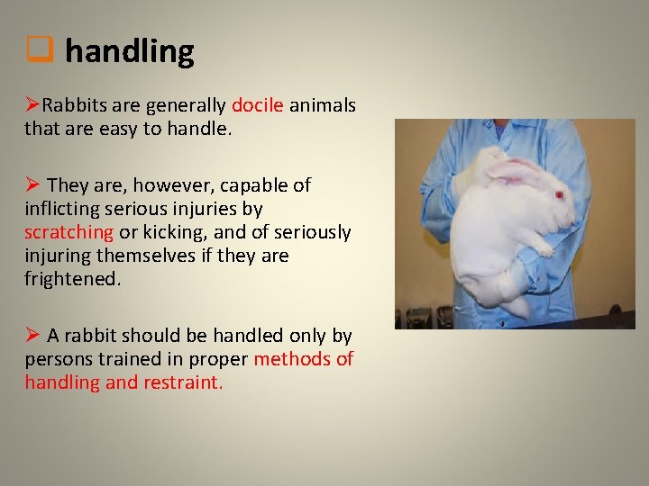 q handling ØRabbits are generally docile animals that are easy to handle. Ø They