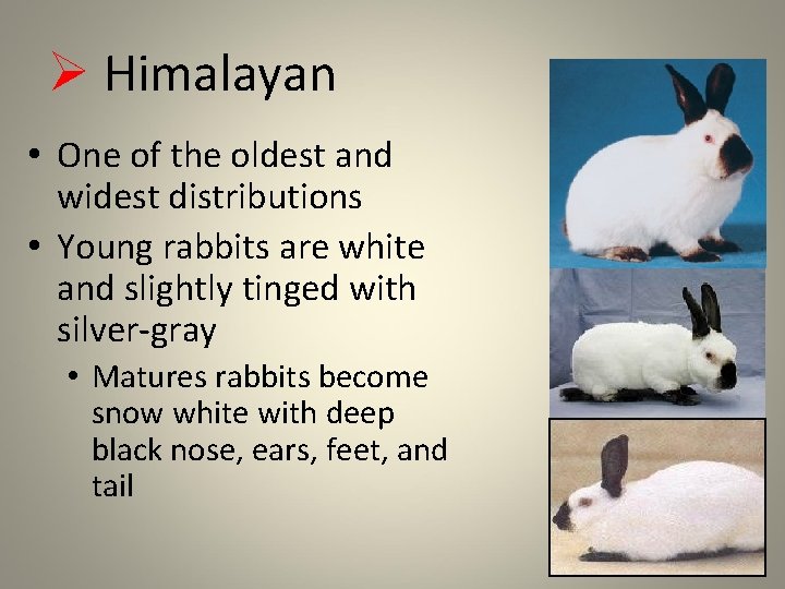 Ø Himalayan • One of the oldest and widest distributions • Young rabbits are