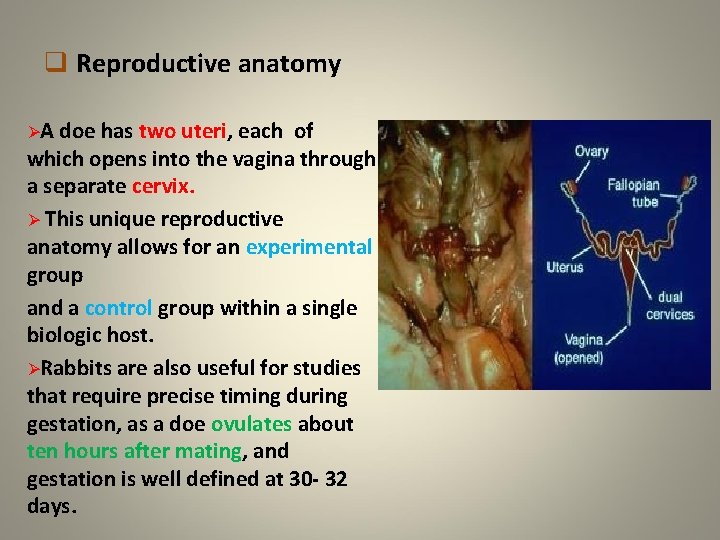 q Reproductive anatomy ØA doe has two uteri, each of which opens into the