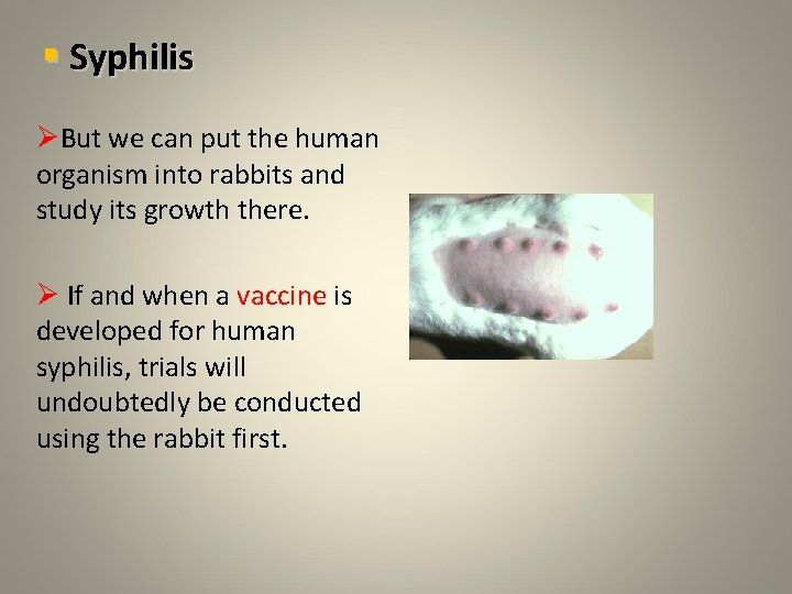 § Syphilis ØBut we can put the human organism into rabbits and study its