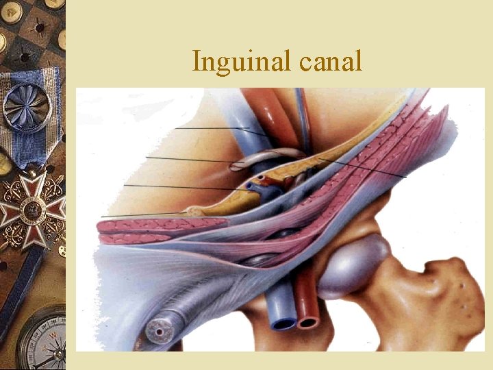 Inguinal canal 