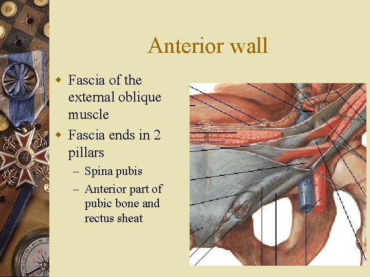 Anterior wall w Fascia of the external oblique muscle w Fascia ends in 2