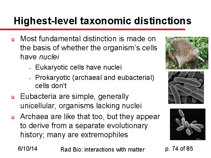 Highest-level taxonomic distinctions u Most fundamental distinction is made on the basis of whether