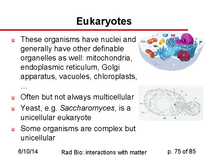 Eukaryotes u u These organisms have nuclei and generally have other definable organelles as