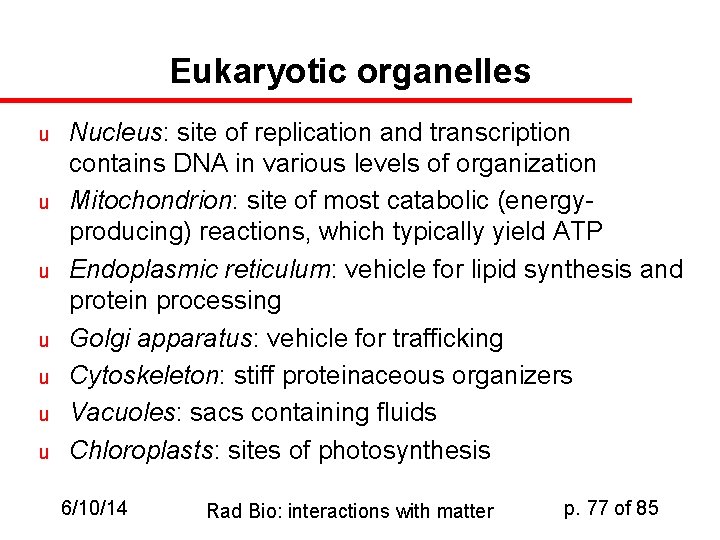 Eukaryotic organelles u u u u Nucleus: site of replication and transcription contains DNA