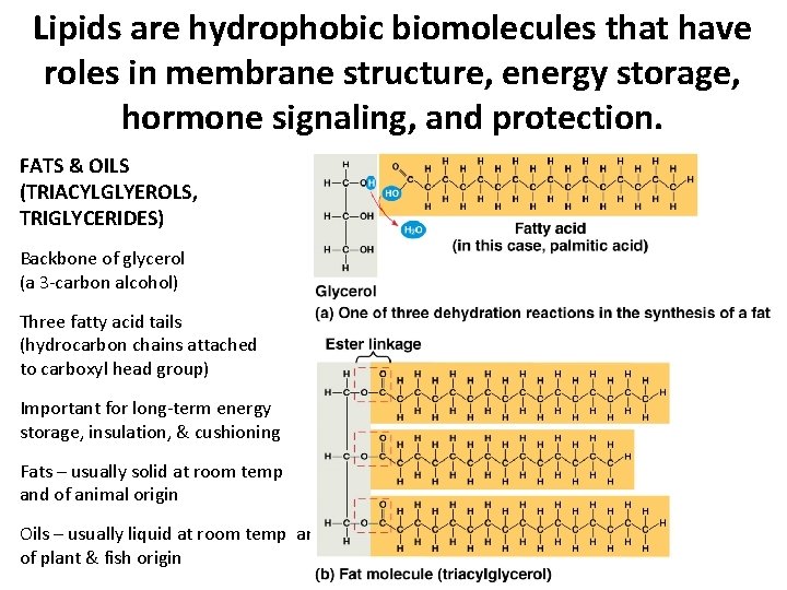 Lipids are hydrophobic biomolecules that have roles in membrane structure, energy storage, hormone signaling, Lipids are hydrophobic biomolecules that have roles in membrane structure, energy storage, hormone signaling,