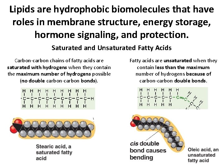 Lipids are hydrophobic biomolecules that have roles in membrane structure, energy storage, hormone signaling, Lipids are hydrophobic biomolecules that have roles in membrane structure, energy storage, hormone signaling,