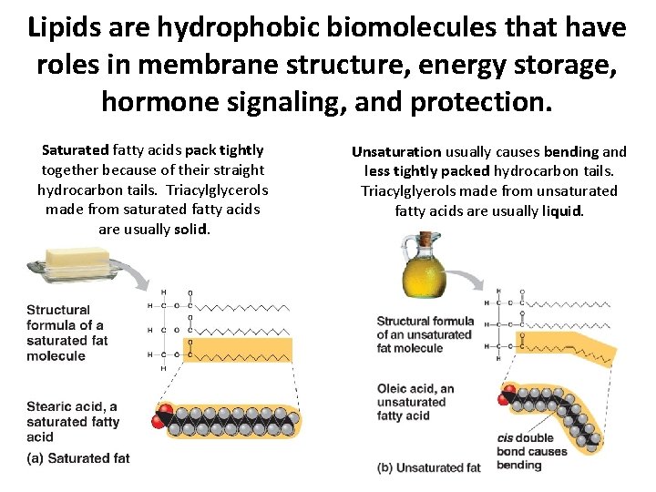 Lipids are hydrophobic biomolecules that have roles in membrane structure, energy storage, hormone signaling, Lipids are hydrophobic biomolecules that have roles in membrane structure, energy storage, hormone signaling,