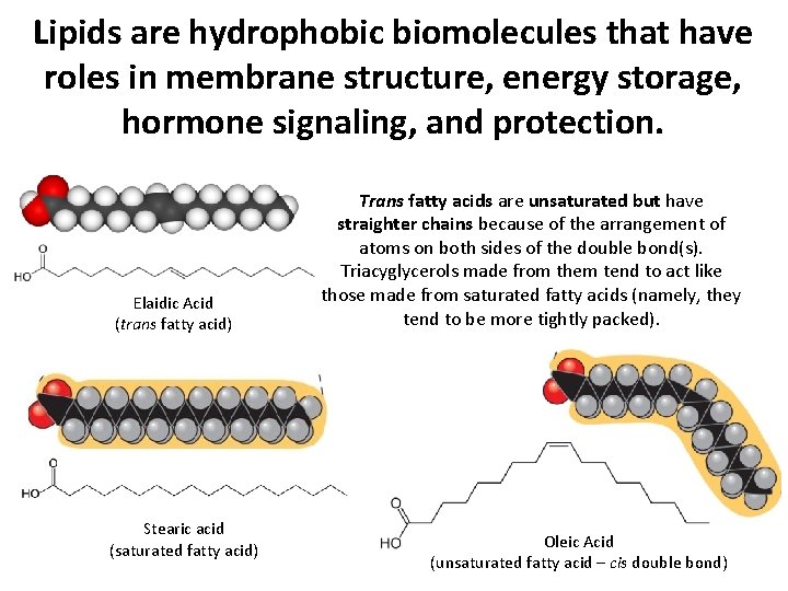 Lipids are hydrophobic biomolecules that have roles in membrane structure, energy storage, hormone signaling, Lipids are hydrophobic biomolecules that have roles in membrane structure, energy storage, hormone signaling,