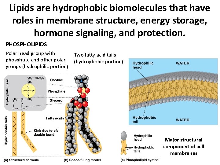 Lipids are hydrophobic biomolecules that have roles in membrane structure, energy storage, hormone signaling, Lipids are hydrophobic biomolecules that have roles in membrane structure, energy storage, hormone signaling,