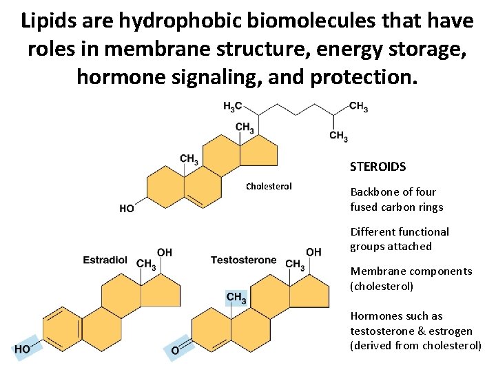 Lipids are hydrophobic biomolecules that have roles in membrane structure, energy storage, hormone signaling, Lipids are hydrophobic biomolecules that have roles in membrane structure, energy storage, hormone signaling,