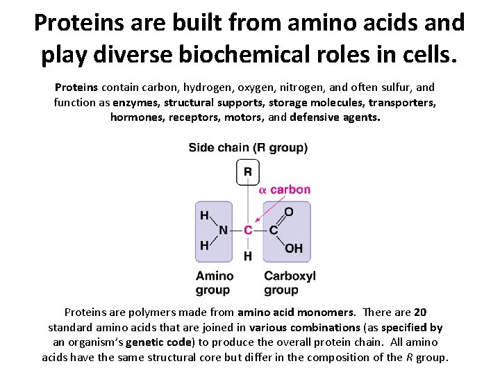 Proteins are built from amino acids and play diverse biochemical roles in cells. Proteins Proteins are built from amino acids and play diverse biochemical roles in cells. Proteins