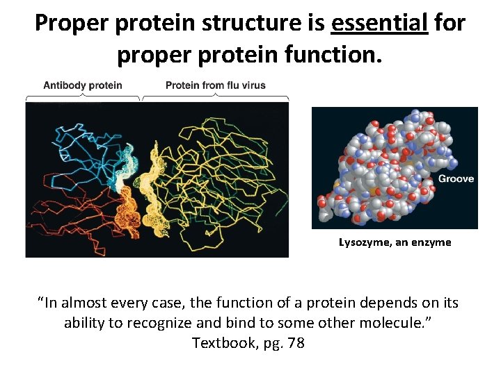 Proper protein structure is essential for proper protein function. Lysozyme, an enzyme “In almost Proper protein structure is essential for proper protein function. Lysozyme, an enzyme “In almost