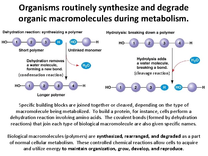 Organisms routinely synthesize and degrade organic macromolecules during metabolism. (condensation reaction) (cleavage reaction) Specific Organisms routinely synthesize and degrade organic macromolecules during metabolism. (condensation reaction) (cleavage reaction) Specific