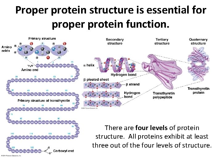Proper protein structure is essential for proper protein function. There are four levels of Proper protein structure is essential for proper protein function. There are four levels of