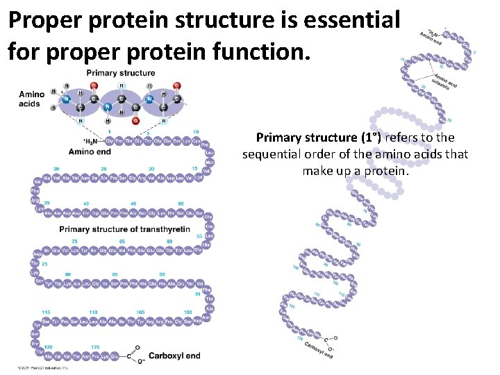 Proper protein structure is essential for proper protein function. Primary structure (1°) refers to Proper protein structure is essential for proper protein function. Primary structure (1°) refers to