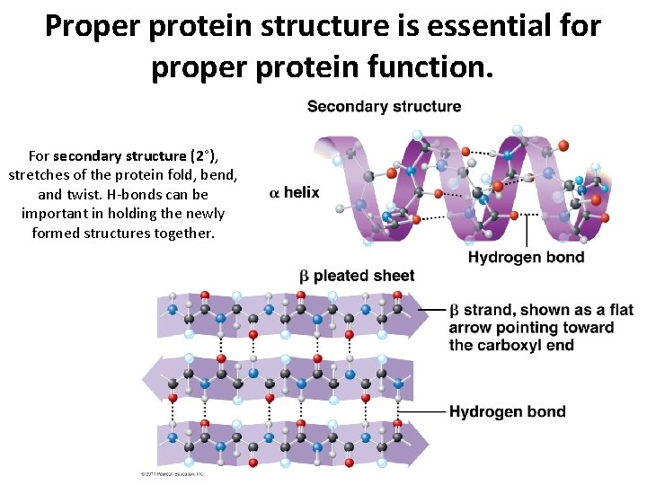 Proper protein structure is essential for proper protein function. For secondary structure (2°), stretches Proper protein structure is essential for proper protein function. For secondary structure (2°), stretches