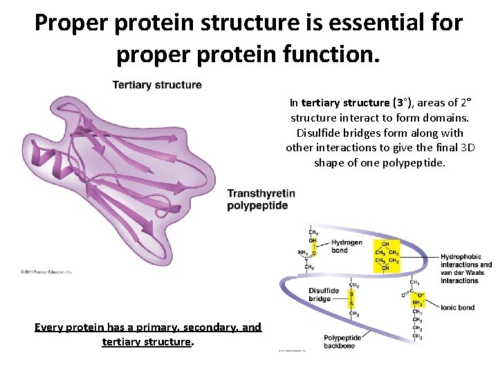 Proper protein structure is essential for proper protein function. In tertiary structure (3°), areas Proper protein structure is essential for proper protein function. In tertiary structure (3°), areas