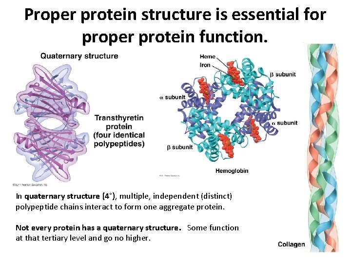Proper protein structure is essential for proper protein function. In quaternary structure (4°), multiple, Proper protein structure is essential for proper protein function. In quaternary structure (4°), multiple,
