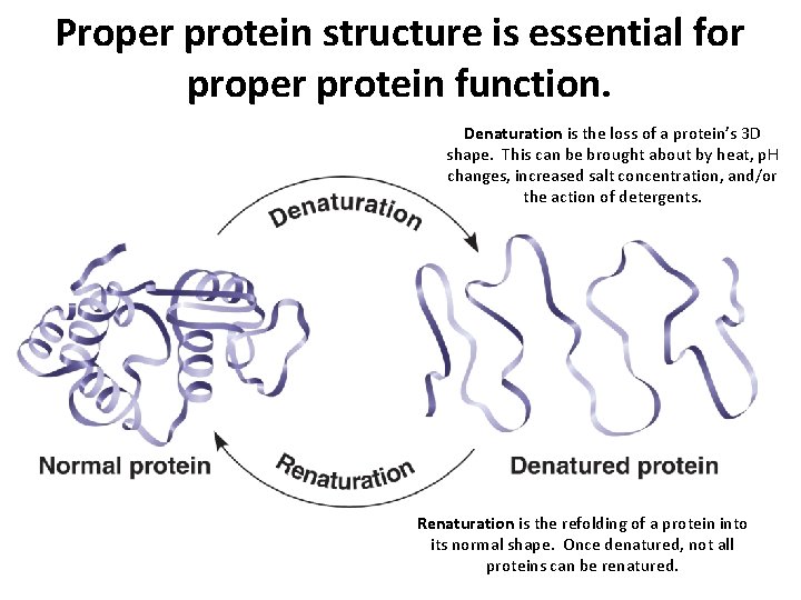 Proper protein structure is essential for proper protein function. Denaturation is the loss of Proper protein structure is essential for proper protein function. Denaturation is the loss of