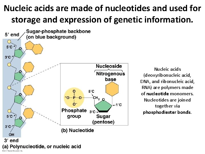 Nucleic acids are made of nucleotides and used for storage and expression of genetic Nucleic acids are made of nucleotides and used for storage and expression of genetic