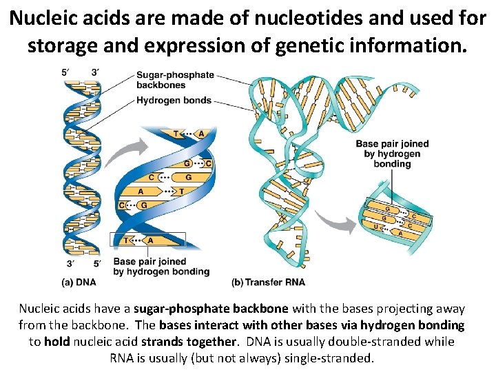 Nucleic acids are made of nucleotides and used for storage and expression of genetic Nucleic acids are made of nucleotides and used for storage and expression of genetic