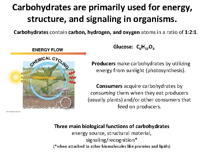 Carbohydrates are primarily used for energy, structure, and signaling in organisms. Carbohydrates contain carbon, Carbohydrates are primarily used for energy, structure, and signaling in organisms. Carbohydrates contain carbon,