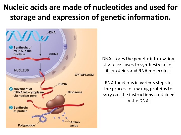Nucleic acids are made of nucleotides and used for storage and expression of genetic Nucleic acids are made of nucleotides and used for storage and expression of genetic